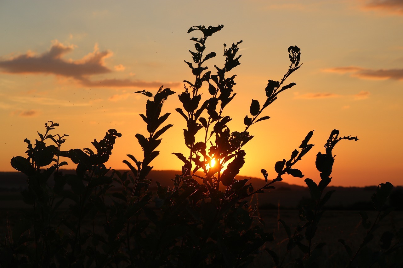 sonnenuntergang, sunset, nature, pflanzen, plants, clouds, wolken
